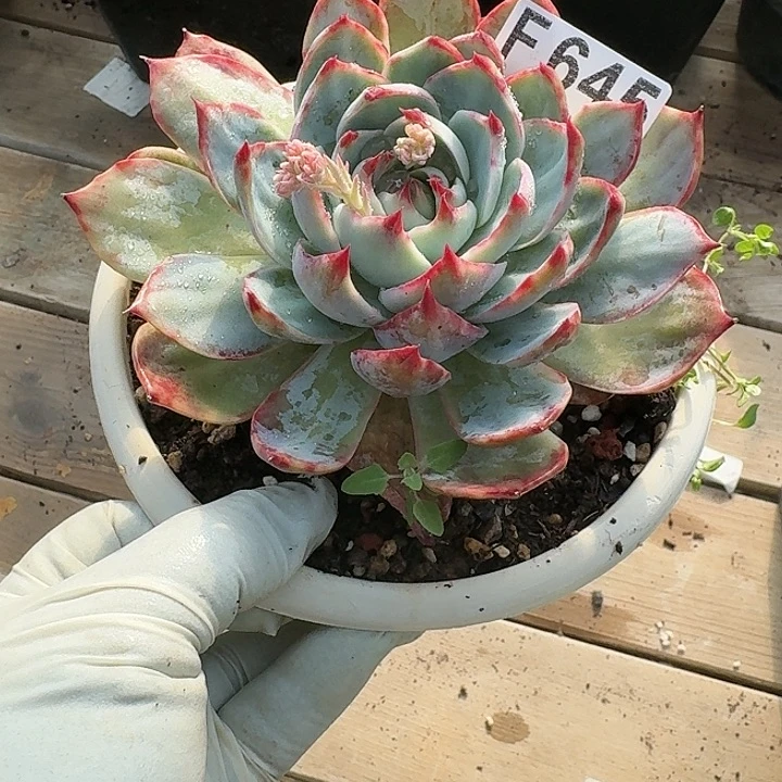 惊鸿惊鸿惊鸿 645...........