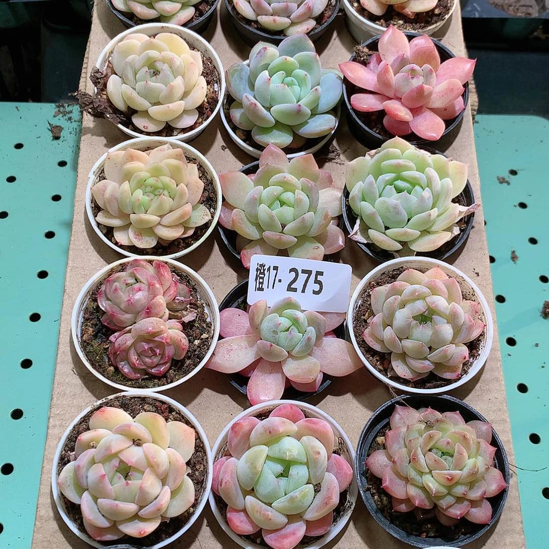 17-275一物一拍带盆18颗