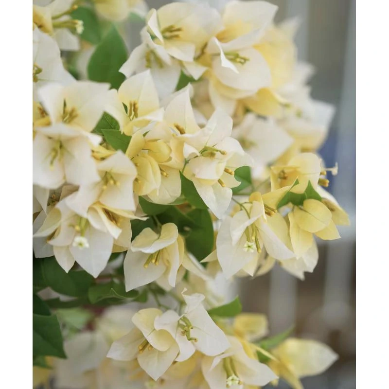 【苏瓦娜】三角梅绿植盆栽网红好养勤花绿植不带花