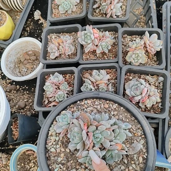 9颗福利福利不售后