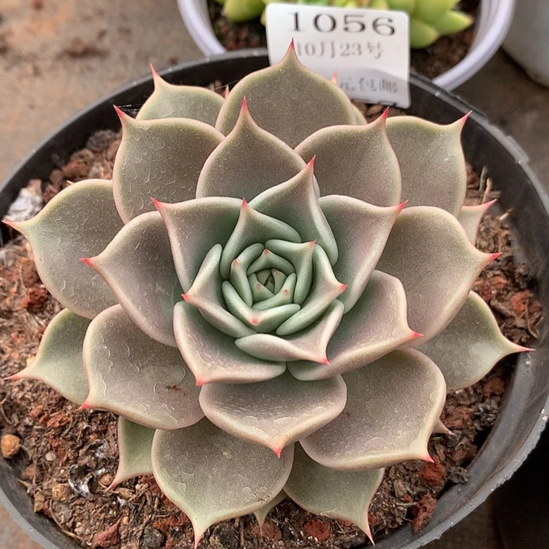 【闪购商品】云1056