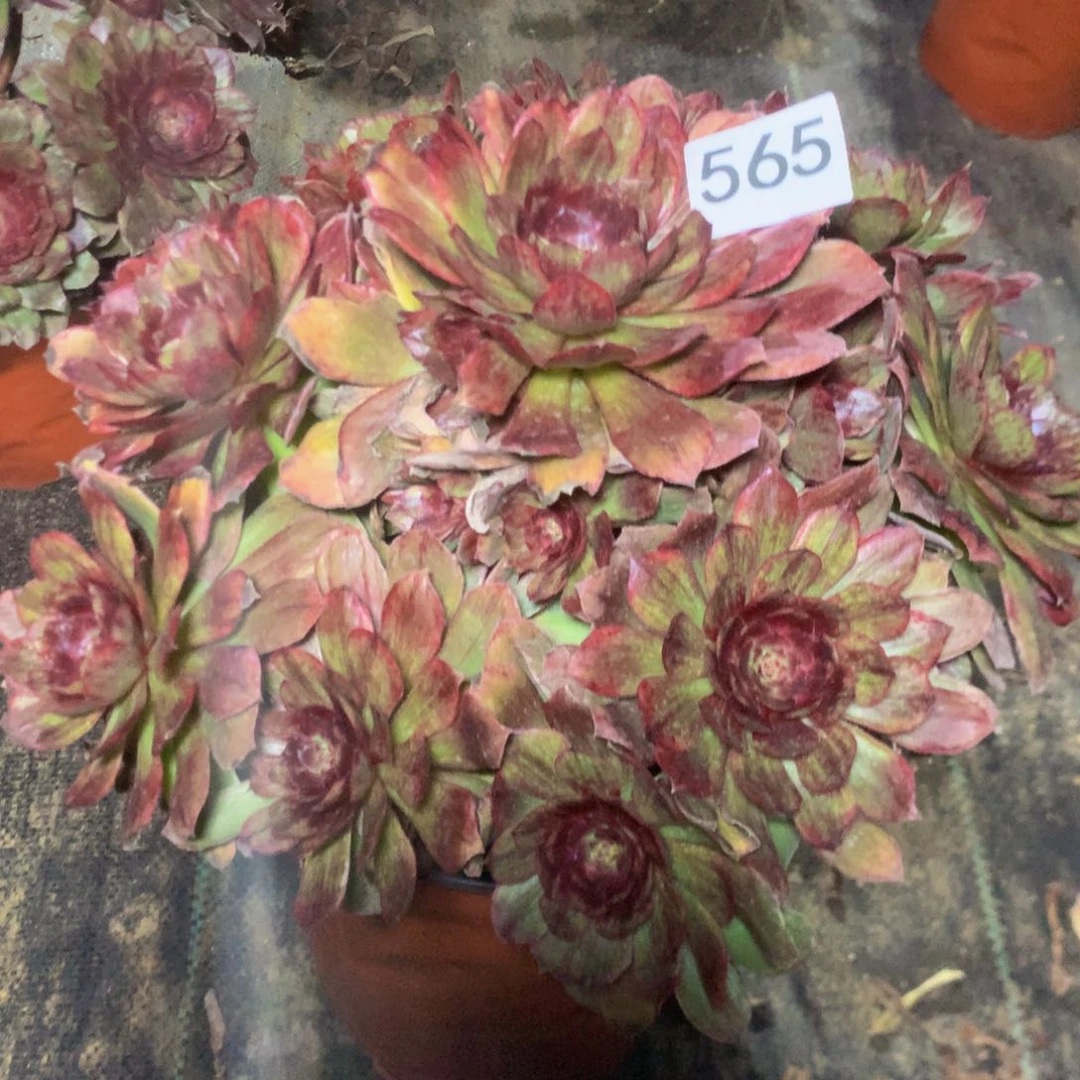 大*子565红丝绒多肉植物