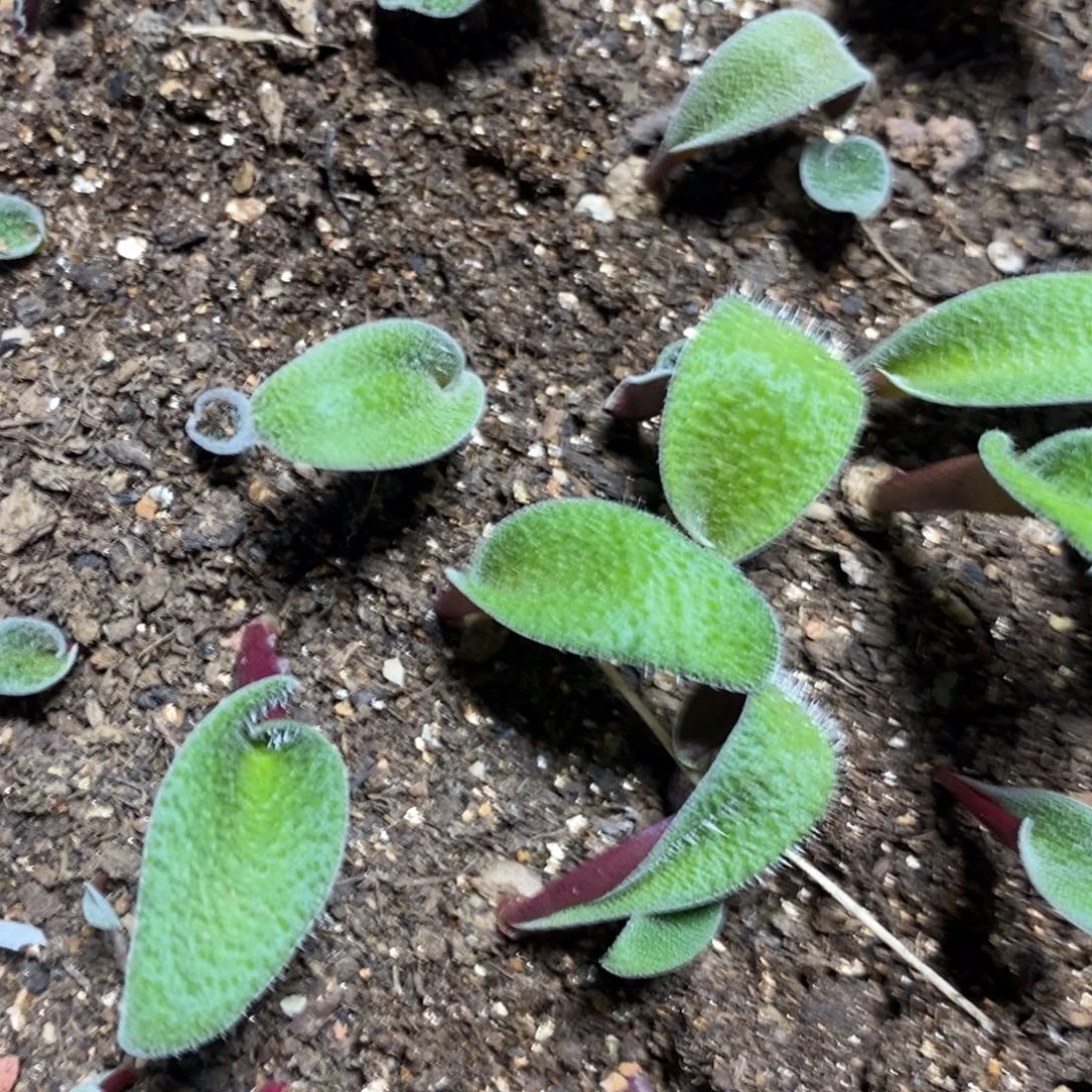 毛叶立金华五颗，包邮价