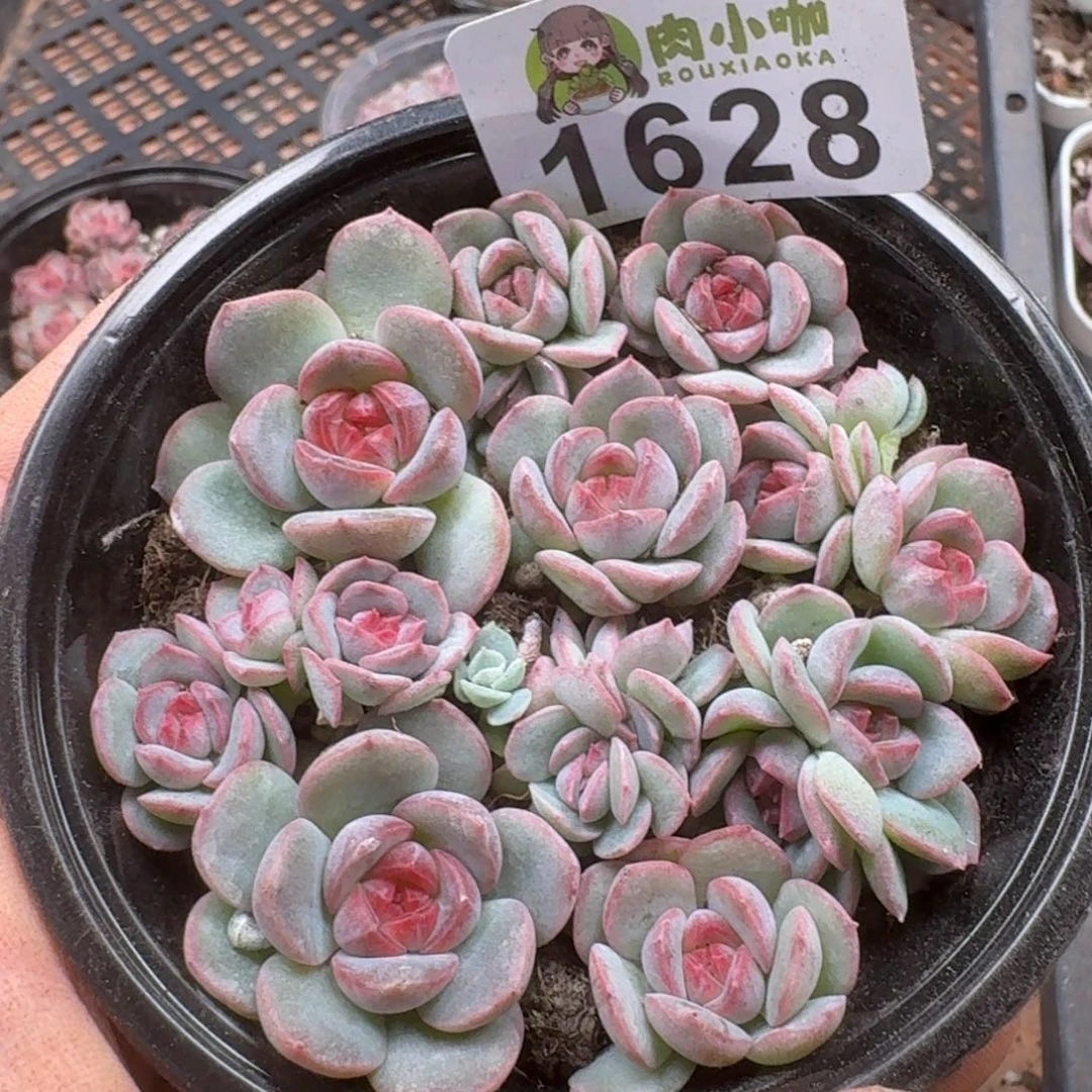 多肉植物多肉植物