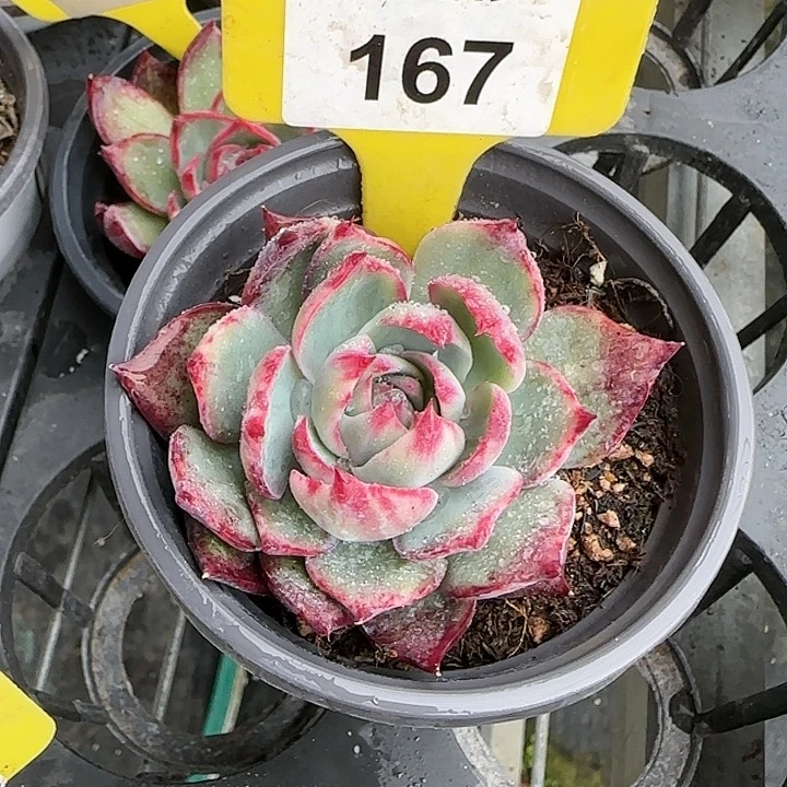 167 惊鸿仙子多肉植物6-9cm