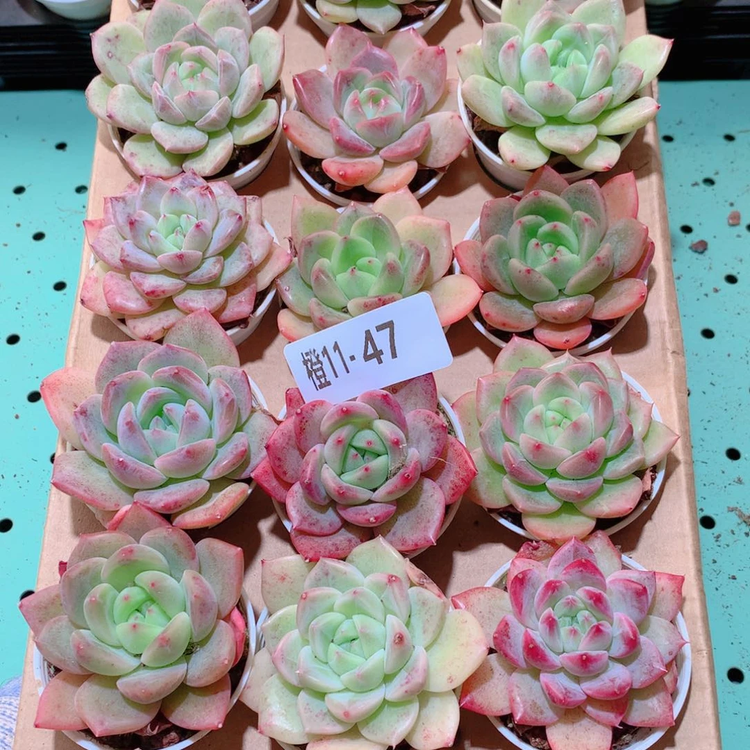 11-47一物一拍多肉带盆18颗
