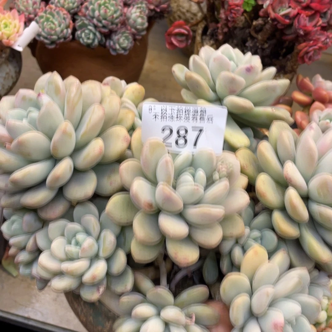 黑大帅多肉287白路