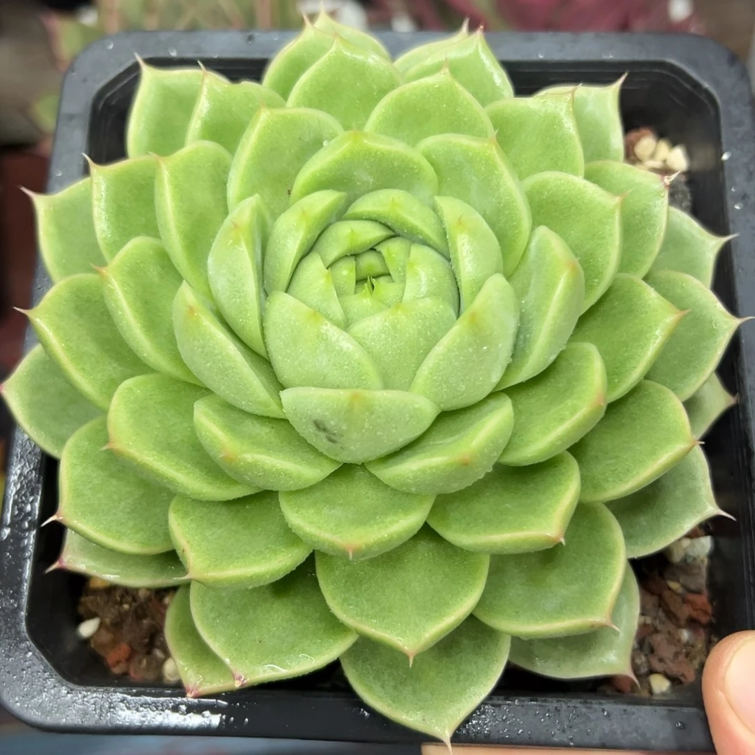 多肉植物一物一拍035