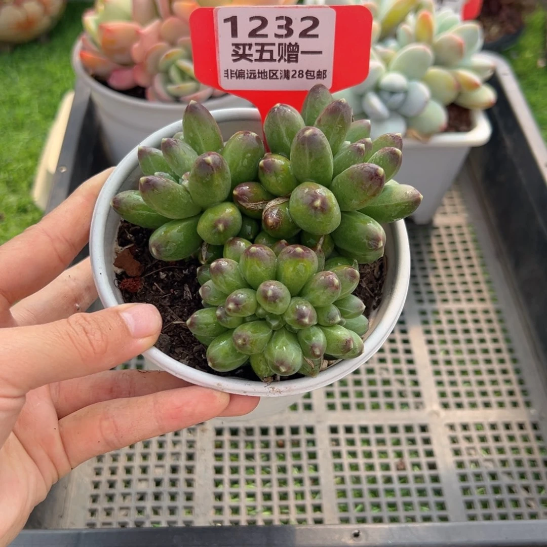 表妹精品多肉1232.