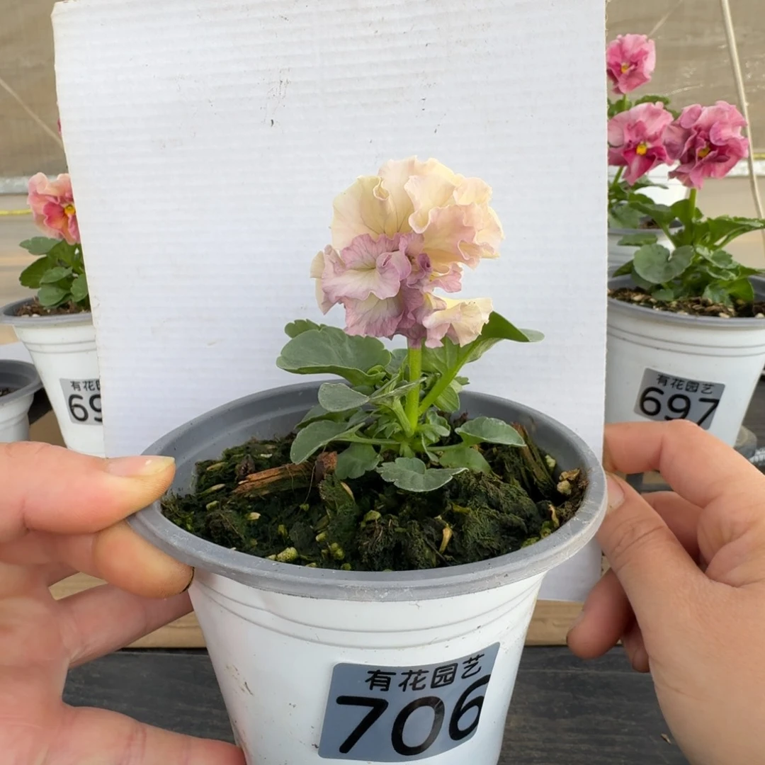 无花朵706号角堇