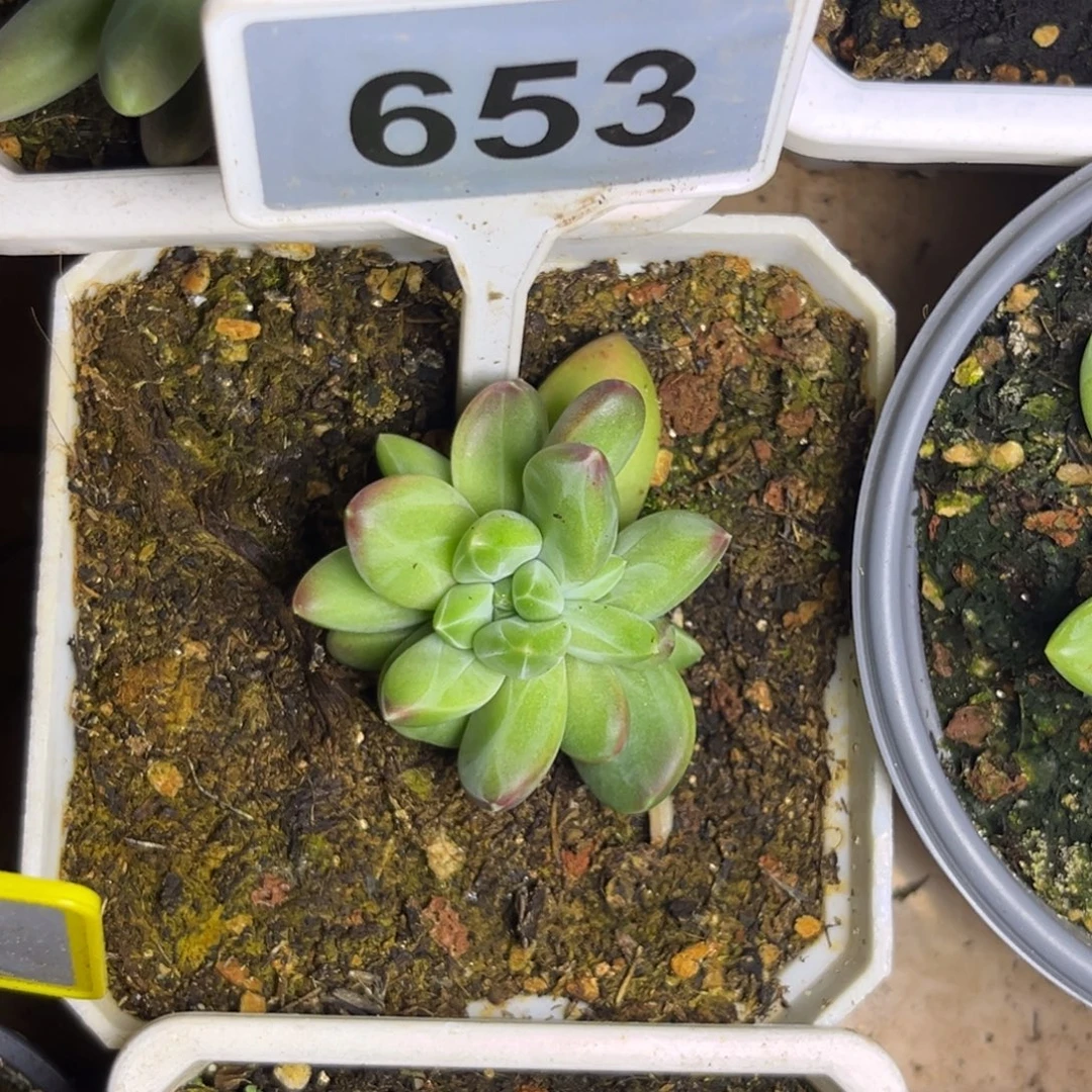 多肉植物维斯特sp653