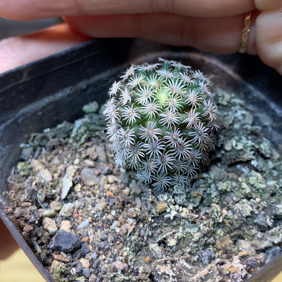 实生 老桩 克氏丸2公分起发