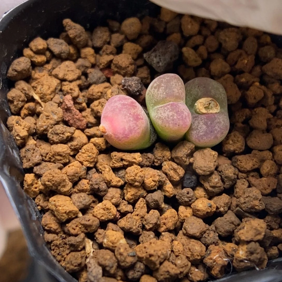 多肉植物肉锥杂交K-184