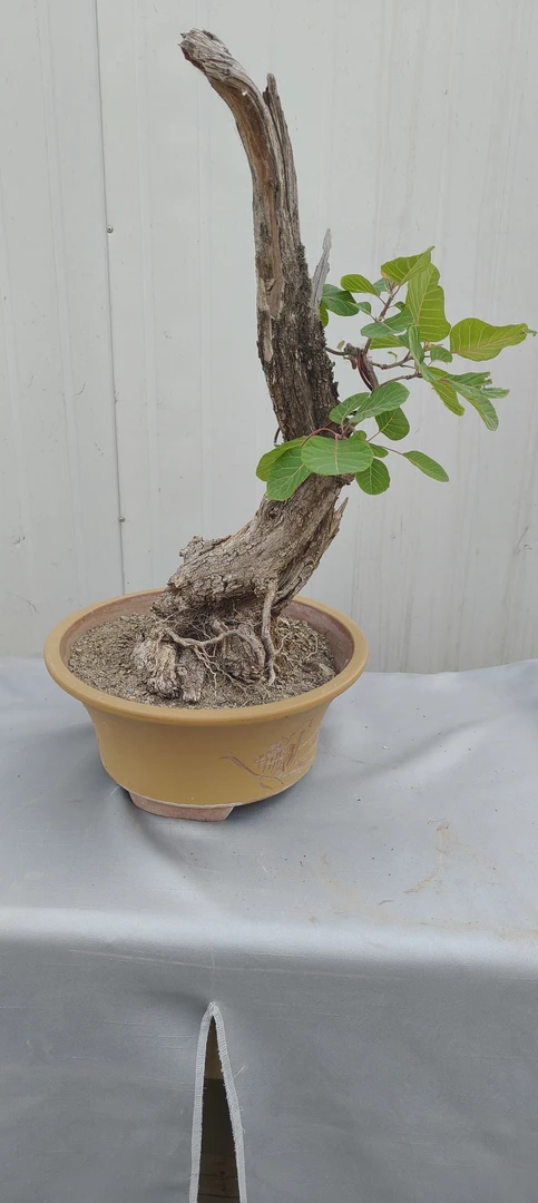 熟桩黄栌微型盆景