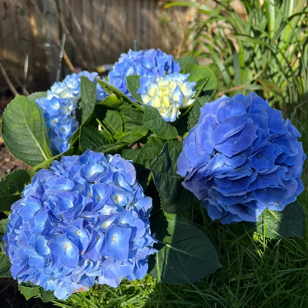 【晴天】爱爆花花量多花型饱满直立性好好养护窗台阳台地栽