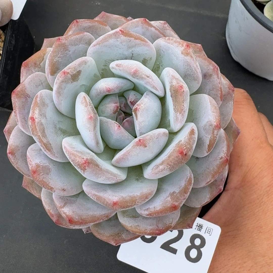 橙子        精美多肉植物