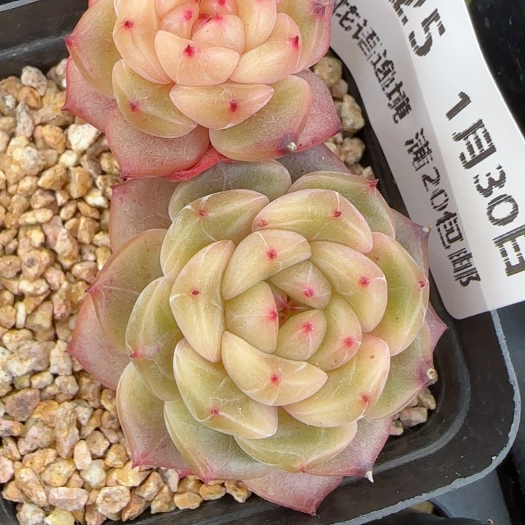 花语逸镜0130-425