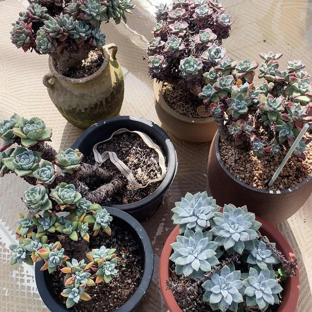 6颗苹果叶其中一个瑕疵