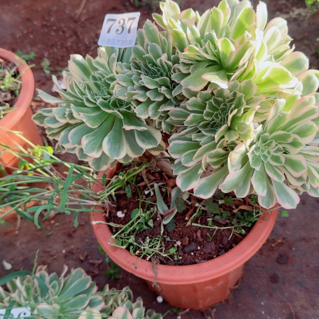 737迈巴赫缀化多肉植物满28包邮
