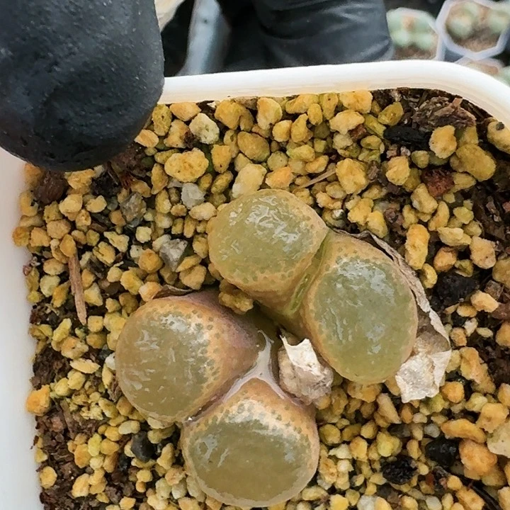 生石花1111。   58