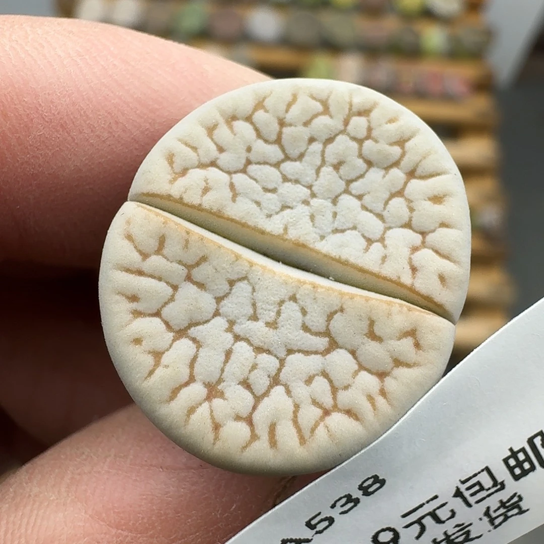 538多肉哈哈哈哈哈哈哈