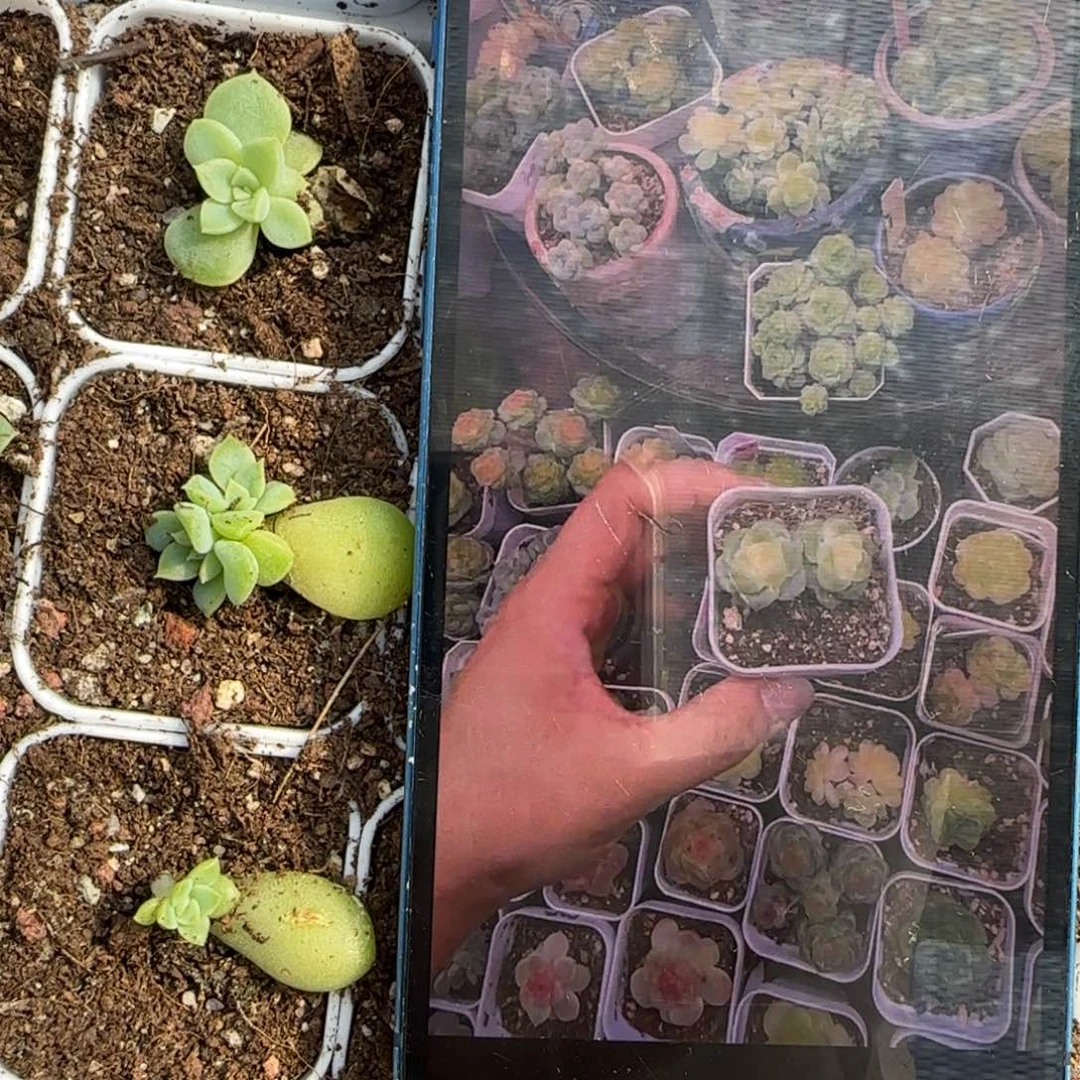 193 中苗盆2床一个满25包邮