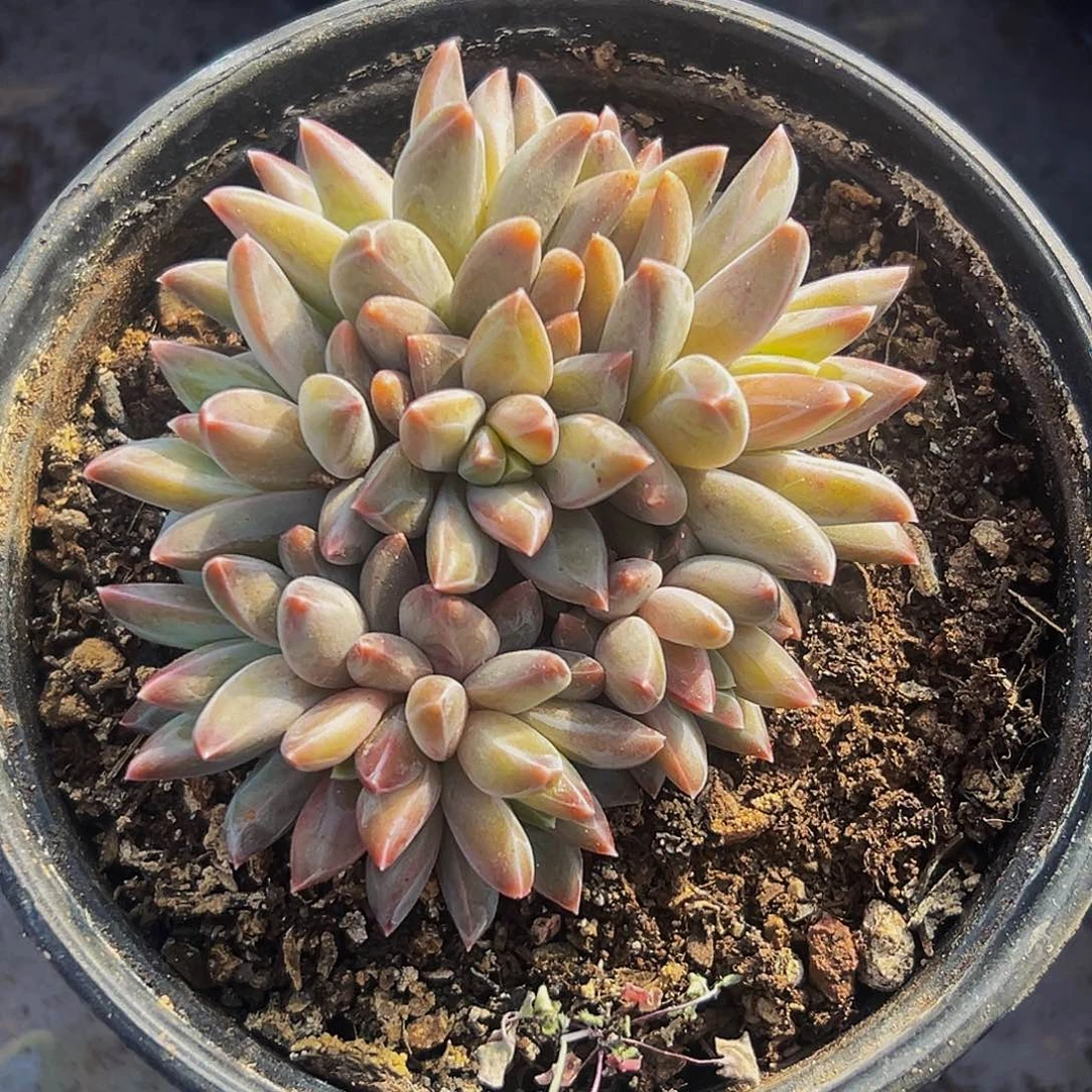 桔云多肉美人精品系列