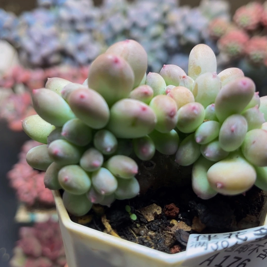 176苹果奶缀8cm多肉