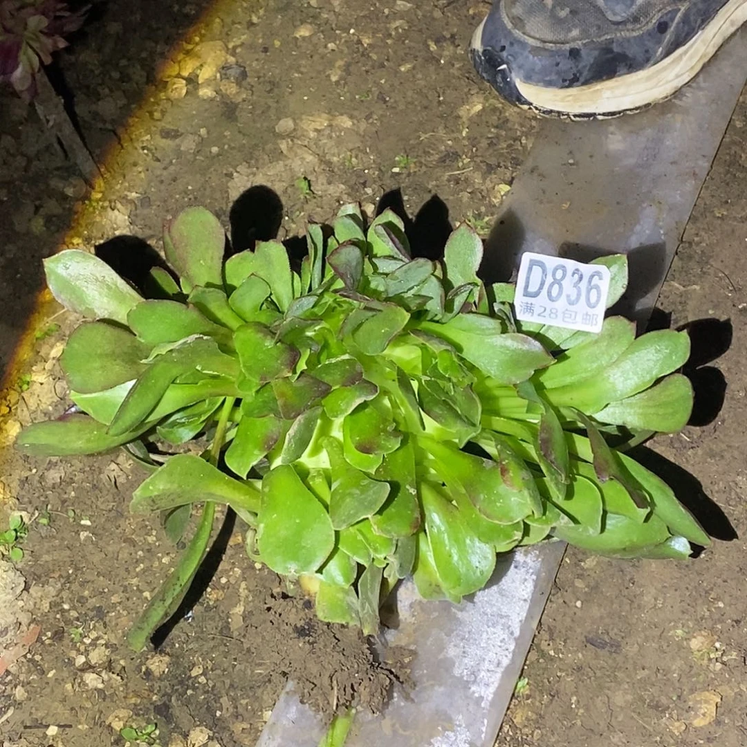 836法师缀化多肉植物一物一拍