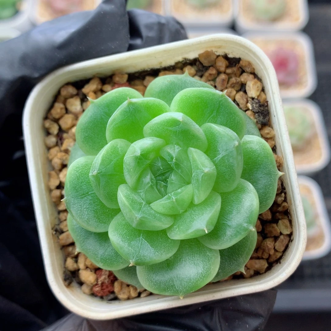 58包邮  群生不包整116