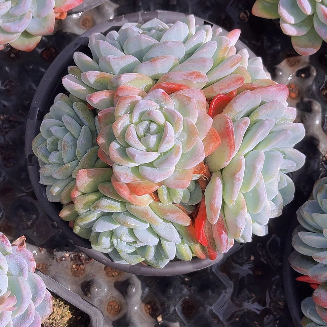 冰玉20go分99999999