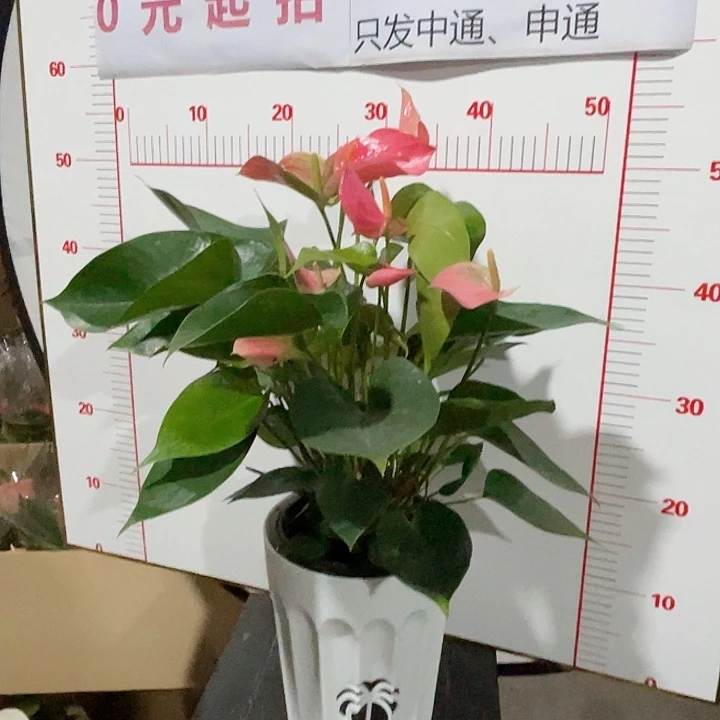 完全开放红掌孤品号6