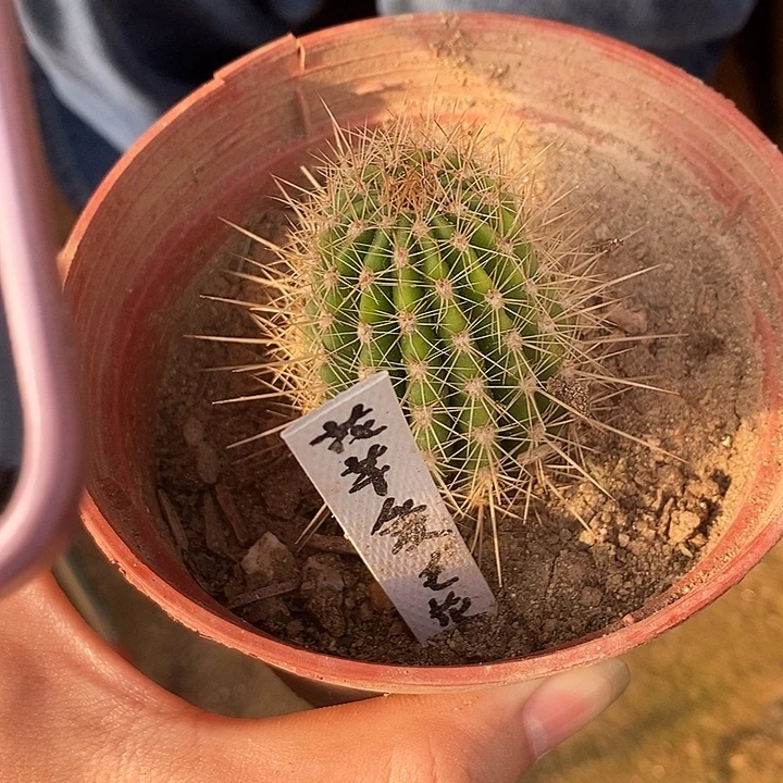 花芊爱毛花柱有根