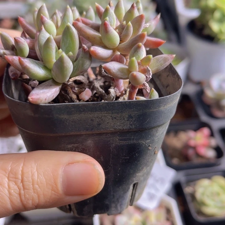 炫彩星不保证整多肉植物量