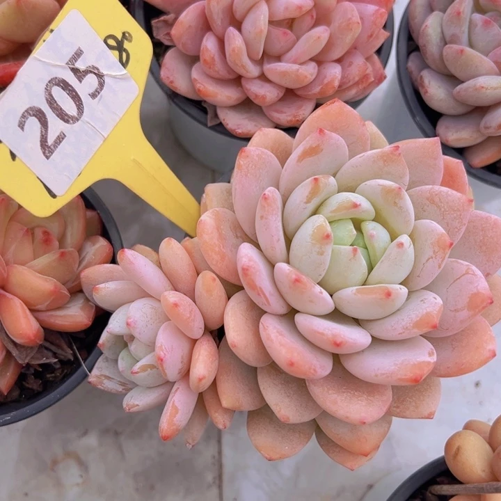 健健康康平平安安