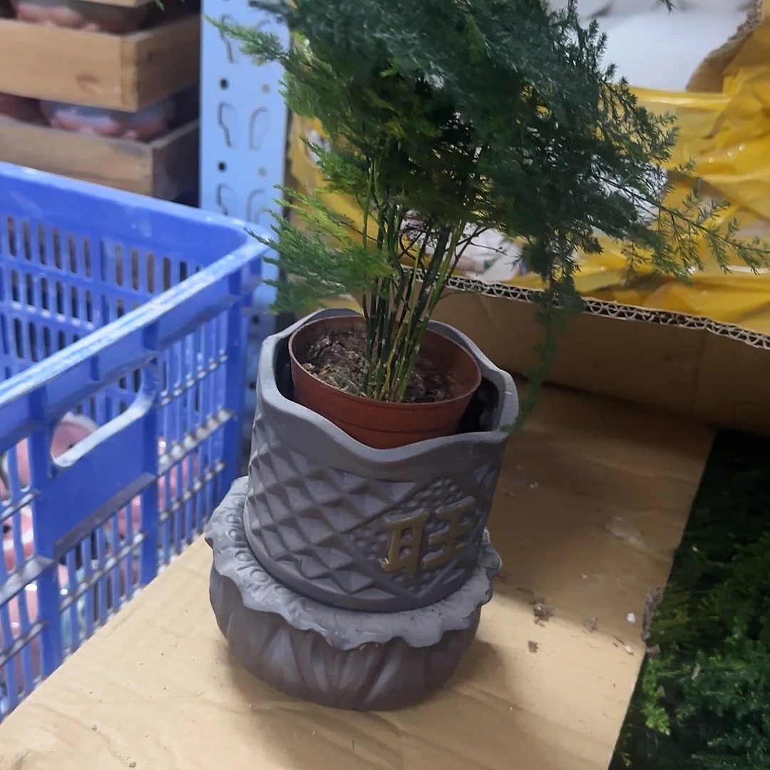 盆+文竹+紫砂接水盘