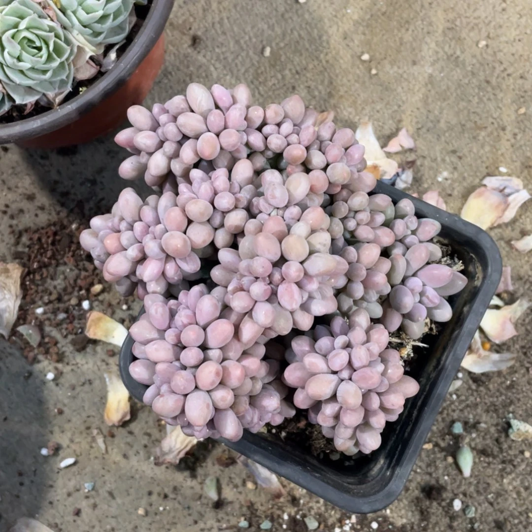 粉色恋人缀冠幅14 公分一物一拍