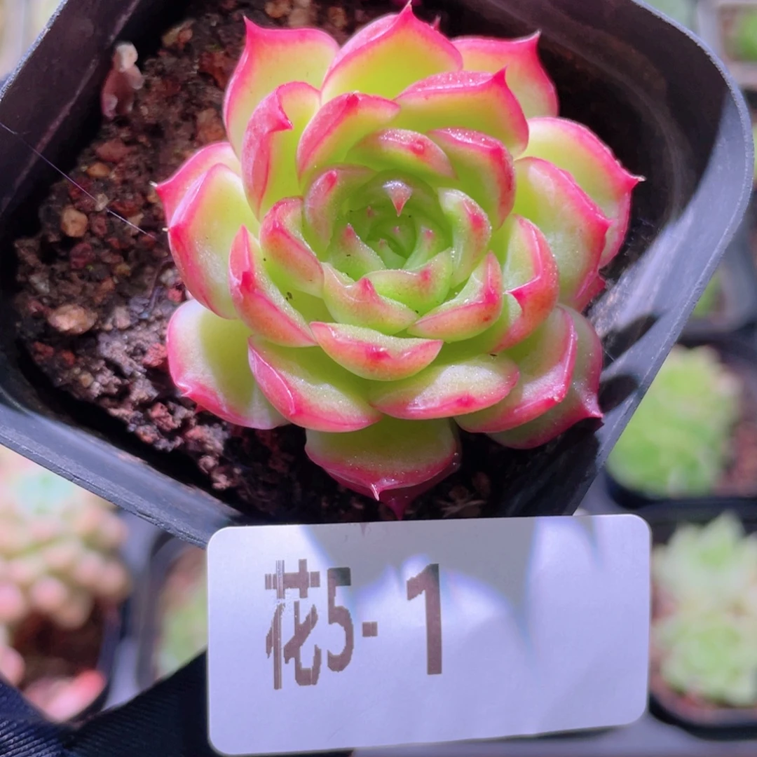 花利美5-1云梦仙子