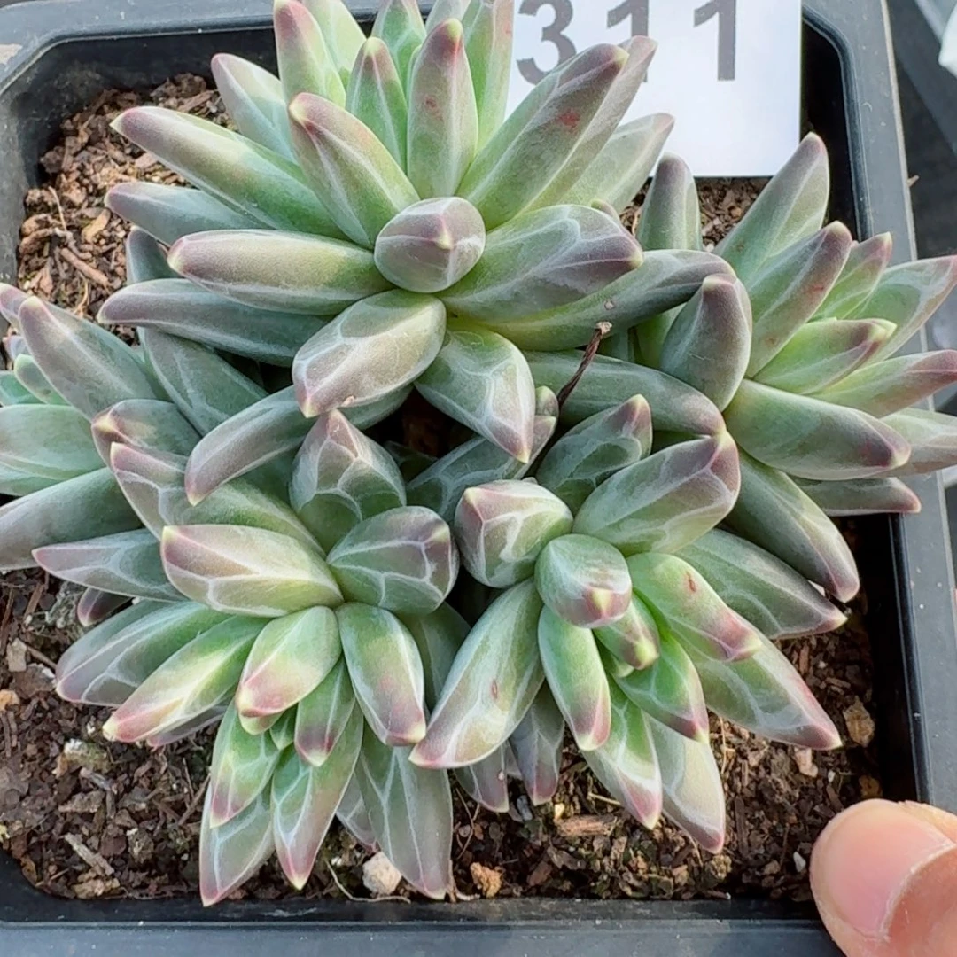 美人      愿你一路坦途，乘风破浪展宏图