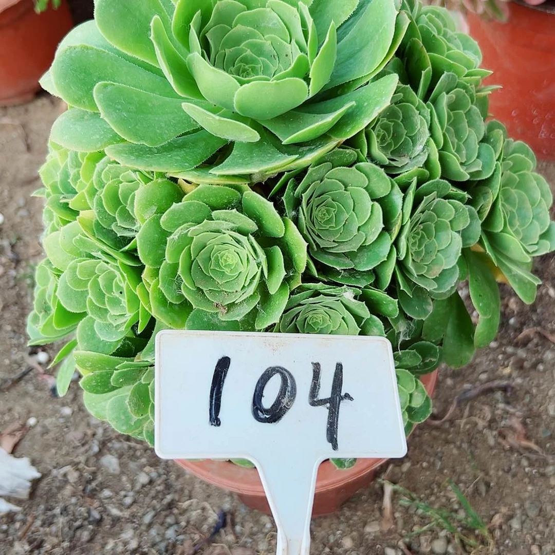 多肉植物绿羊绒法师