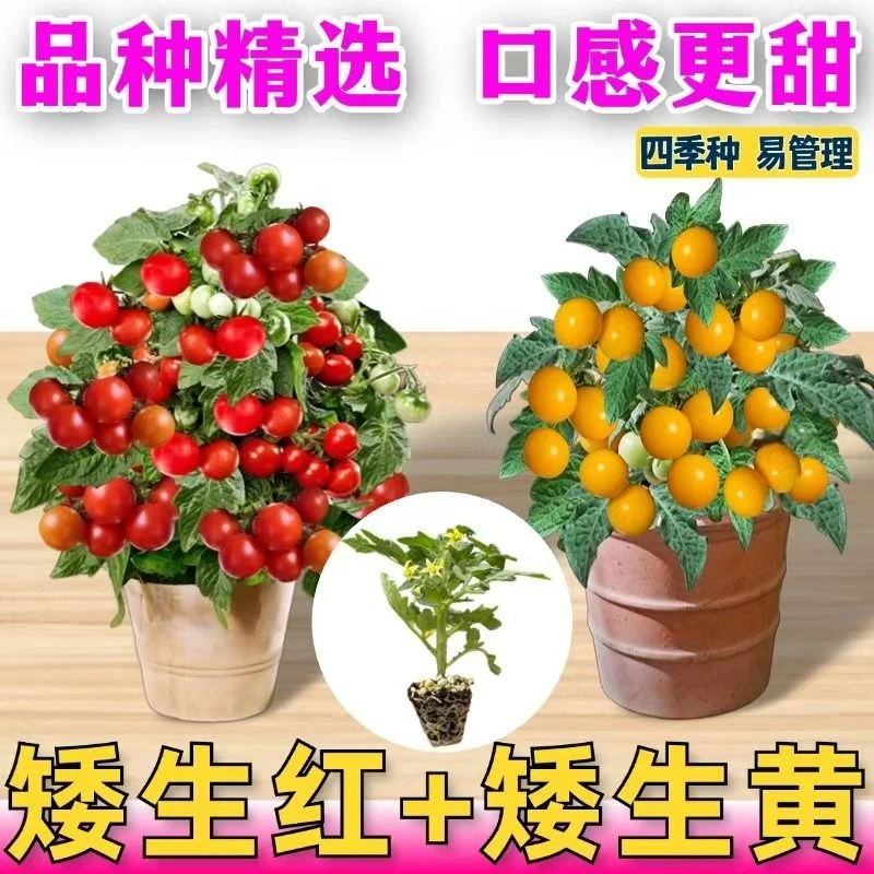 矮生红圣女黄圣女圣女果番茄苗【穴盘精品】
