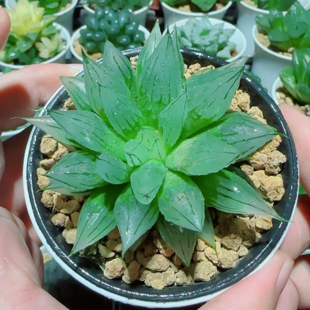 冰钻玉露多肉植物