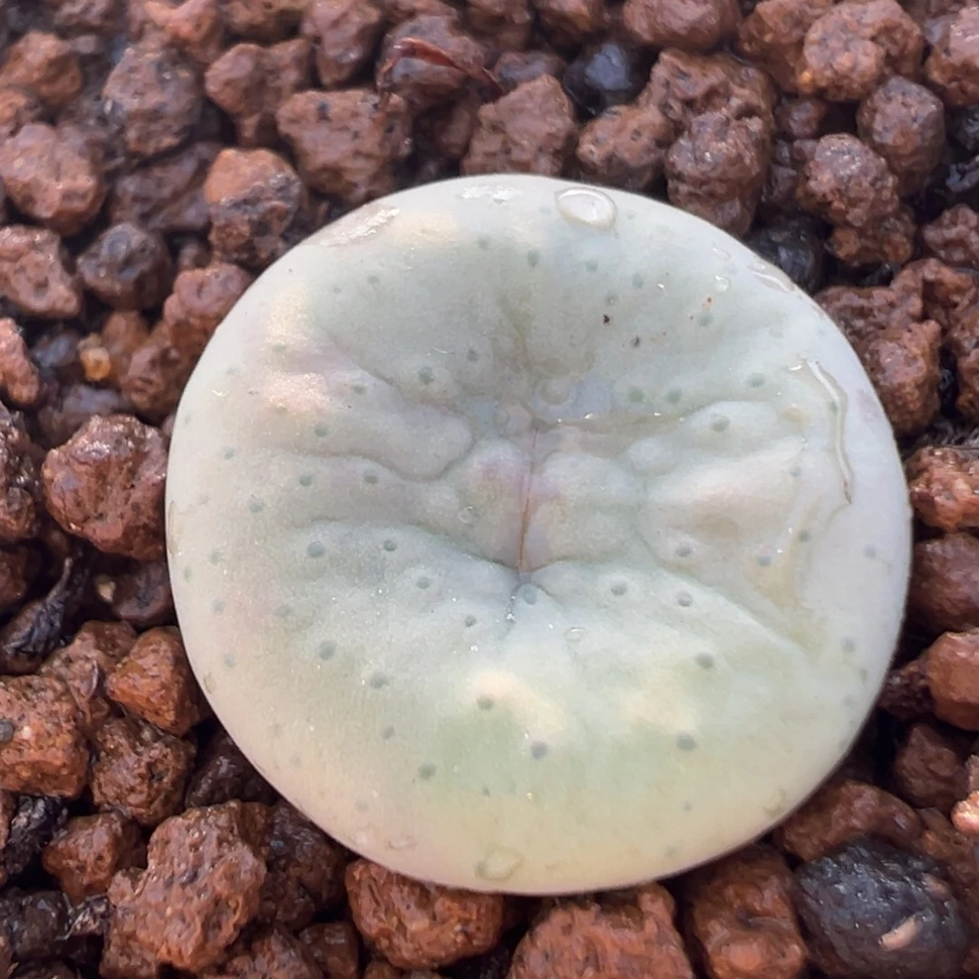 69多肉植物百科奶油嘴1454.33