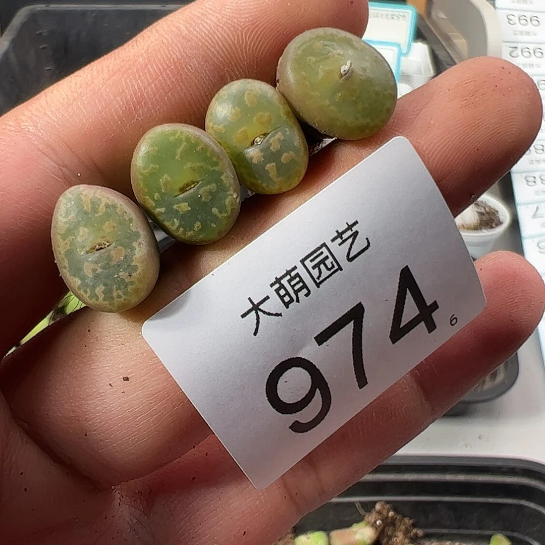 0000974 一物一拍……