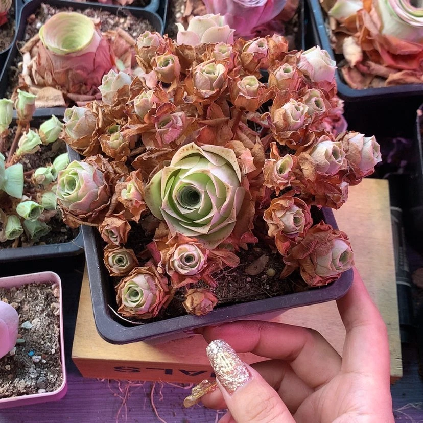 【闪购商品】八***子月影寒662