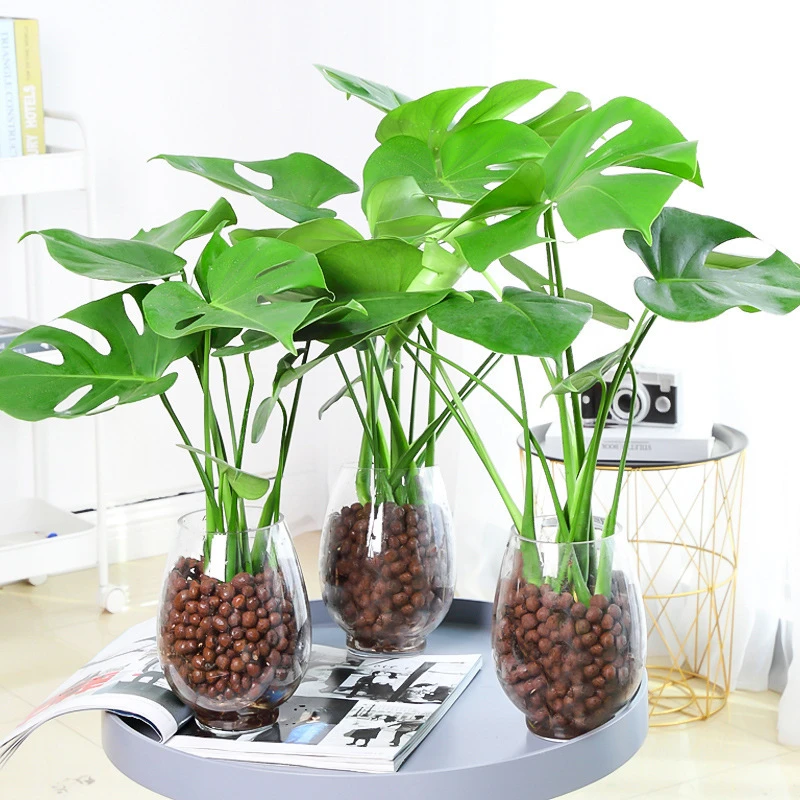 龟背竹大型盆栽绿植室内客厅办公室清新空气四季常青大叶水培植物