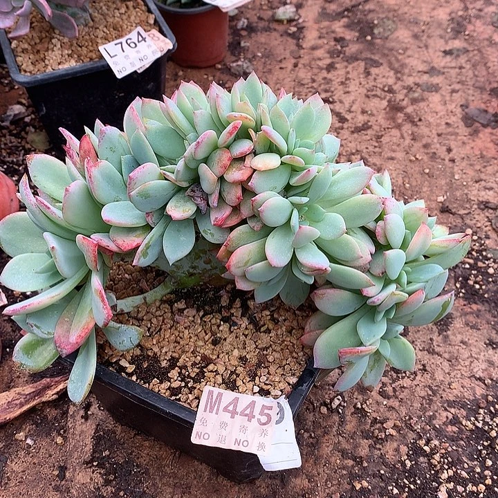 暮光之城缀化 非偏远38包邮节后发货
