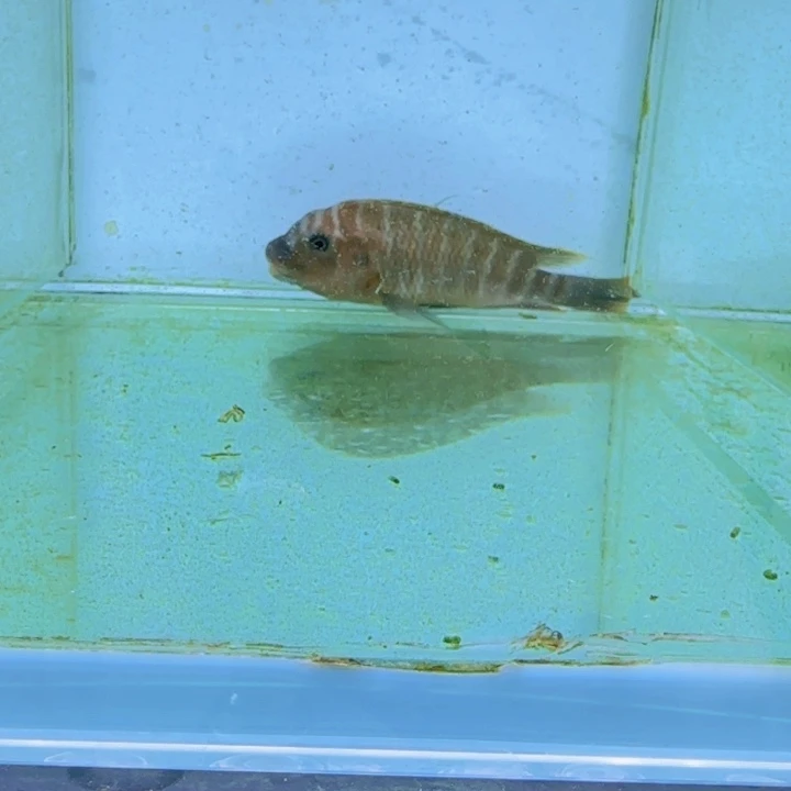 海水野生法母拉1005