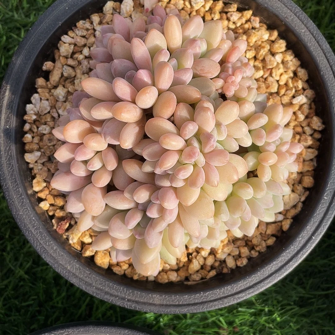 木糖醇缀化一颗的