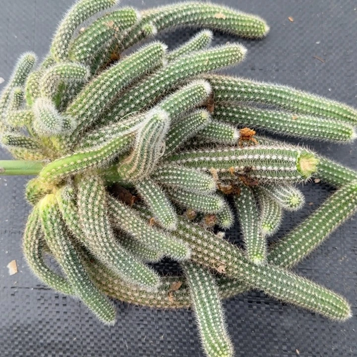 白檀仙人掌群生一群157